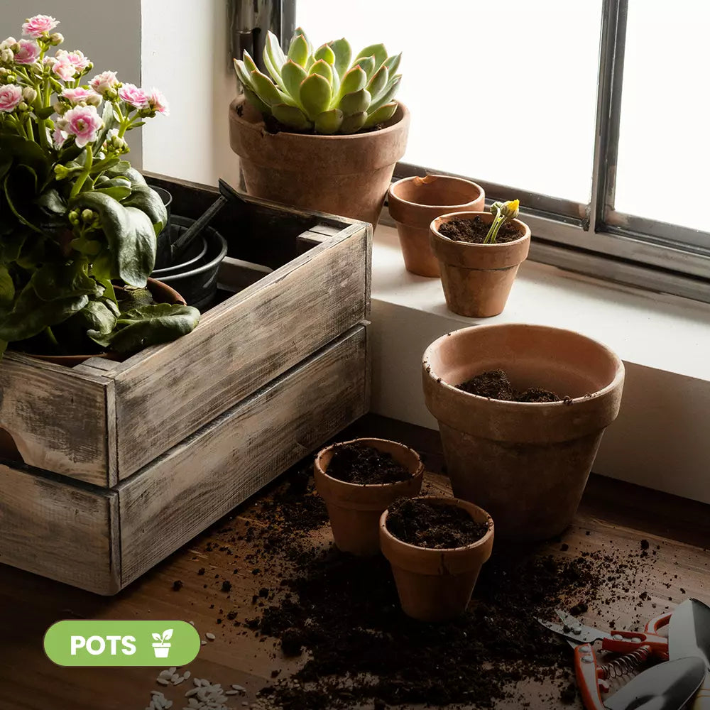 Buy Plant pots online in India | Best Flower Planters & Containers