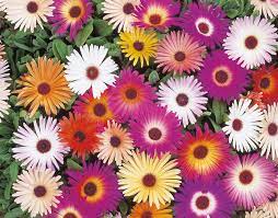 Mesembryanthemum Heavens Mix