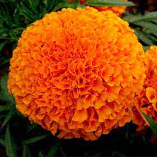 desi marigold seeds Buy Marigold Orange (Desi) Seeds ( Banthipuvvu )
