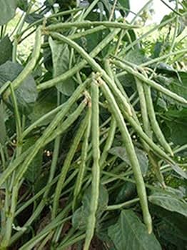 Cow Pea (బొబ్బర్లు ) ( Bobbarlu )