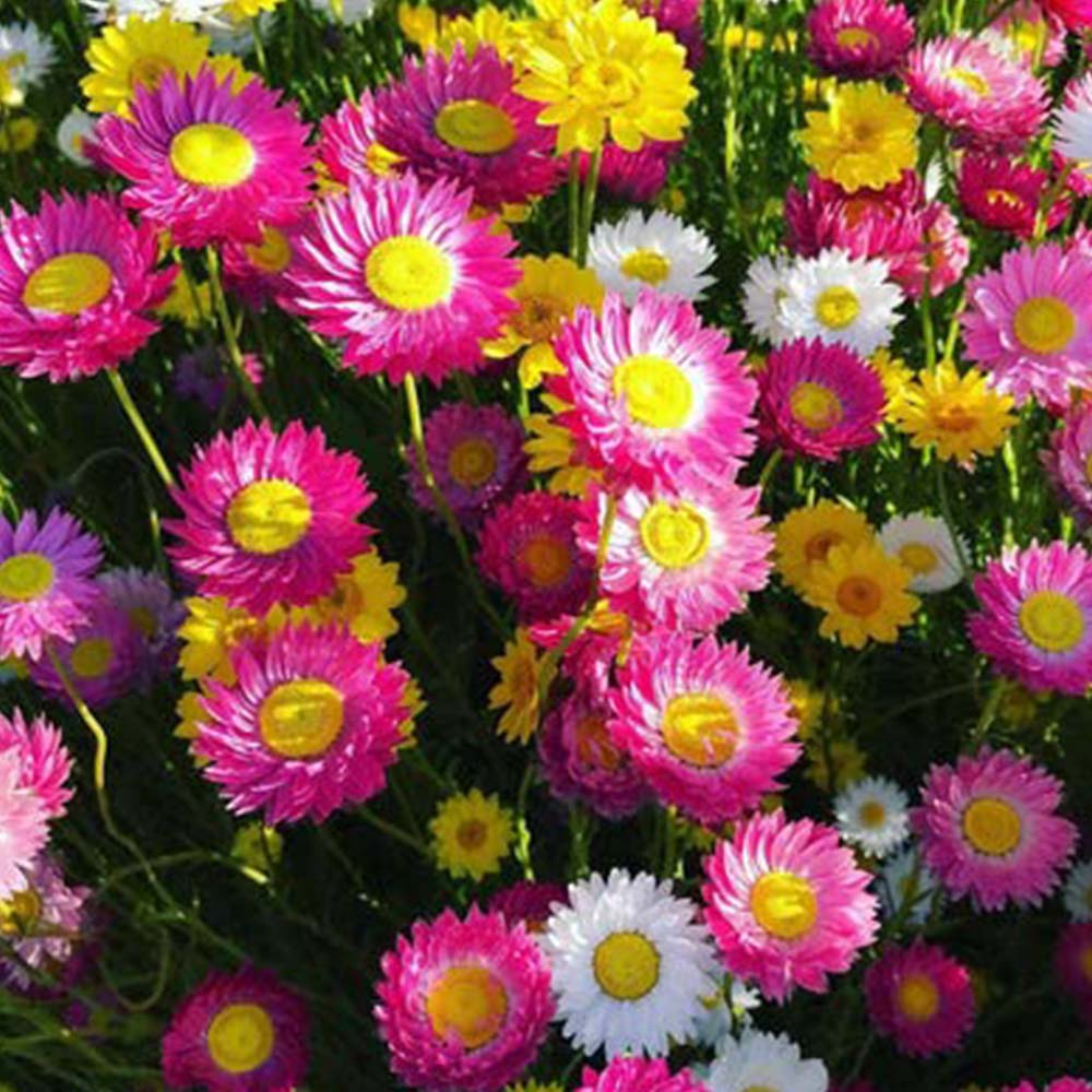 Acroclinium Rose Mix – Sams Garden Store