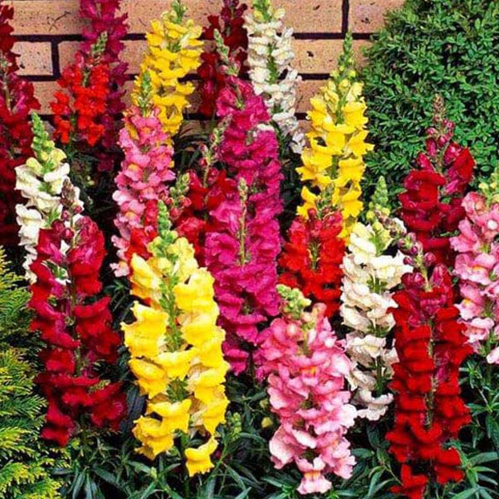 Antirrhinum Semi Tall Mix