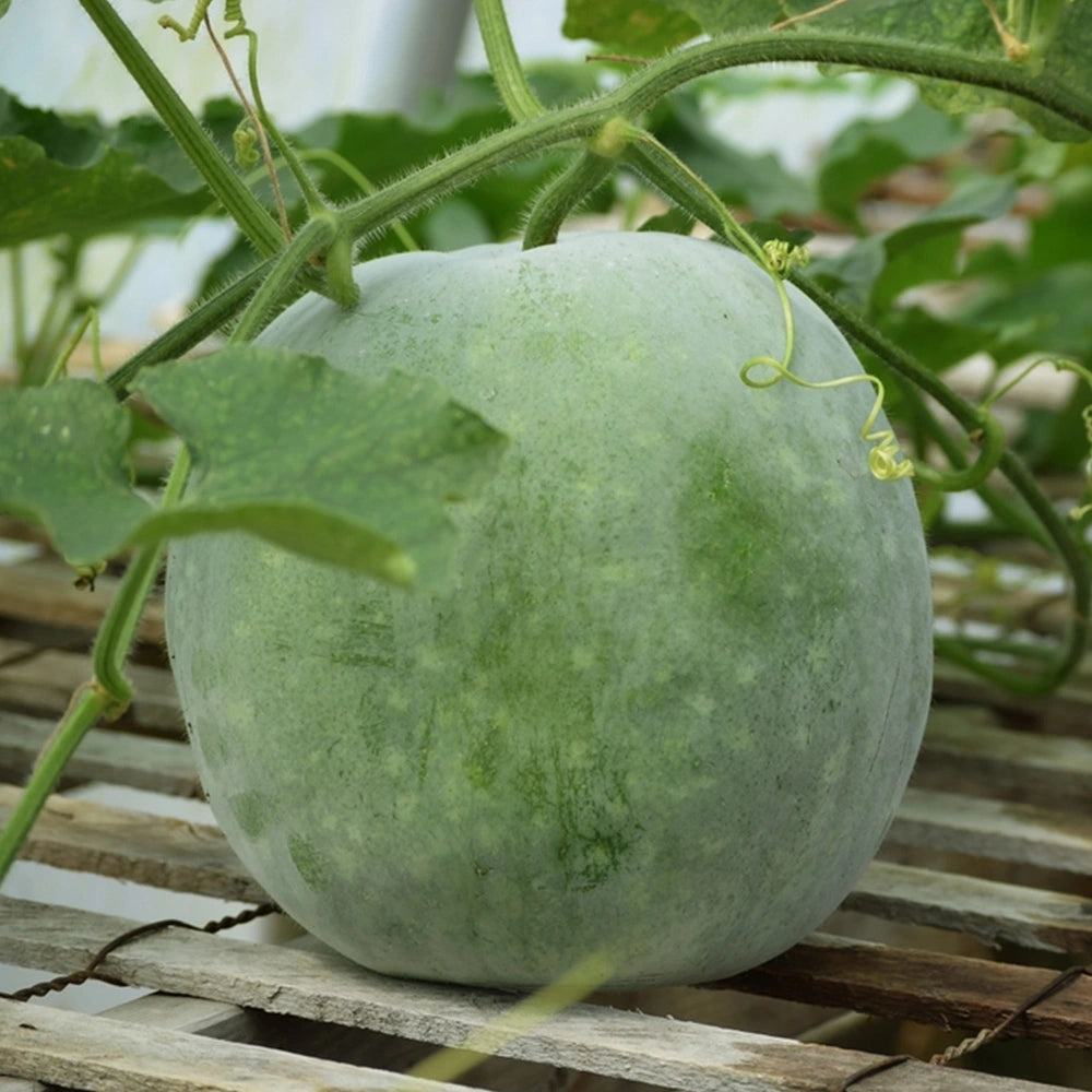 Ash Gourd Seeds (Desi)