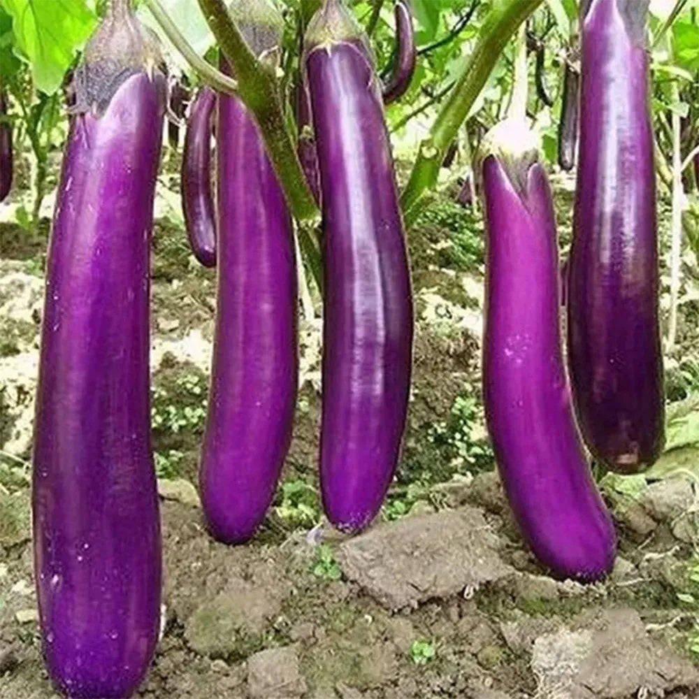 Brinjal Purple Long Seeds (Desi) ( Vankaya )