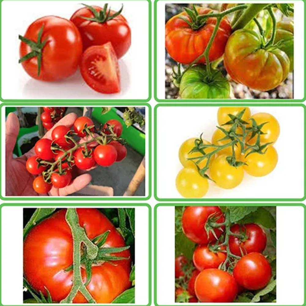 Buy All Types Of Desi Tomato Seeds Combo (Pack of 6 Verities)