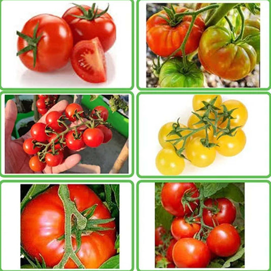 Buy All Types Of Desi Tomato Seeds Combo (Pack of 5 Verities)