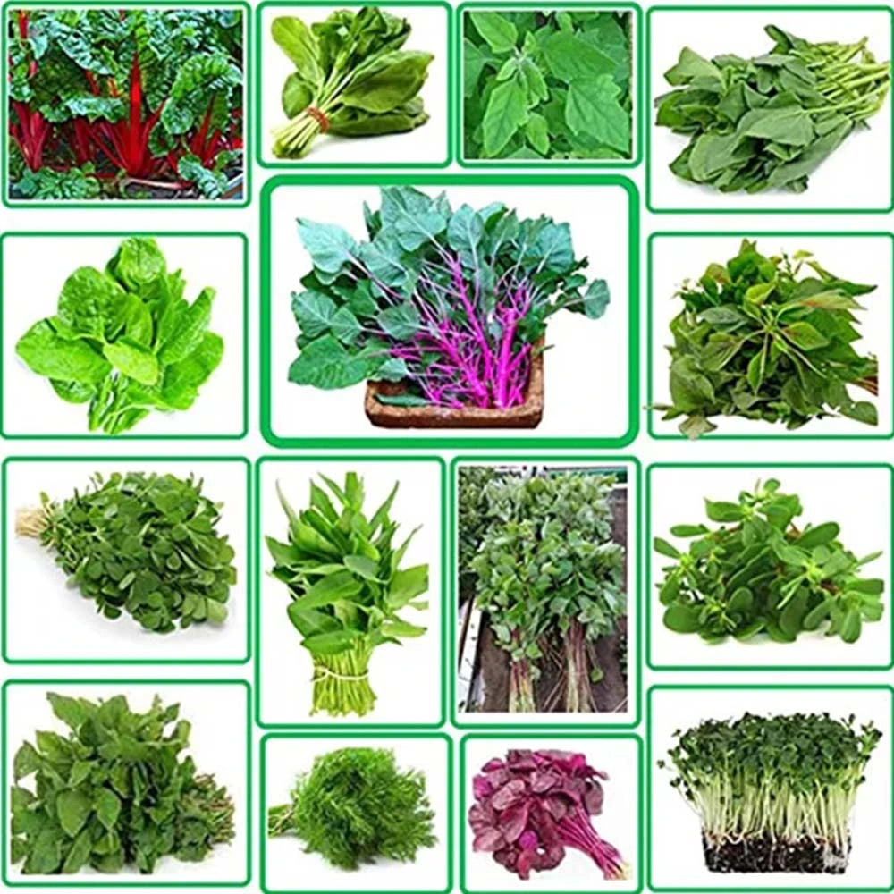Buy Leafy Vegetables Combo Pack Of 21 Verities ( ఆకుకూరలు ) ( Akukuralu )
