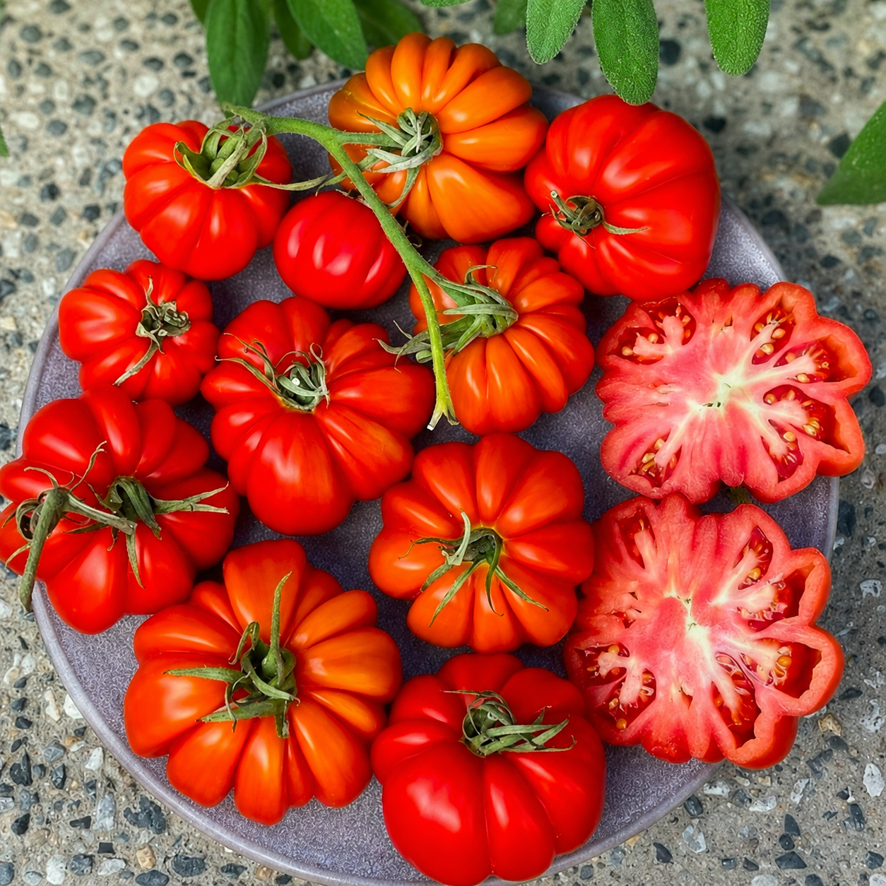 Pumpkin Tomato Seeds - Desi