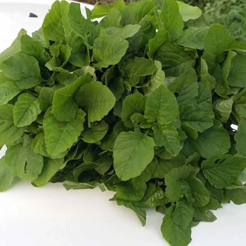 Chaveli Sag Seeds / Chauli (కోయ తోటకూర) ( Thotakura )
