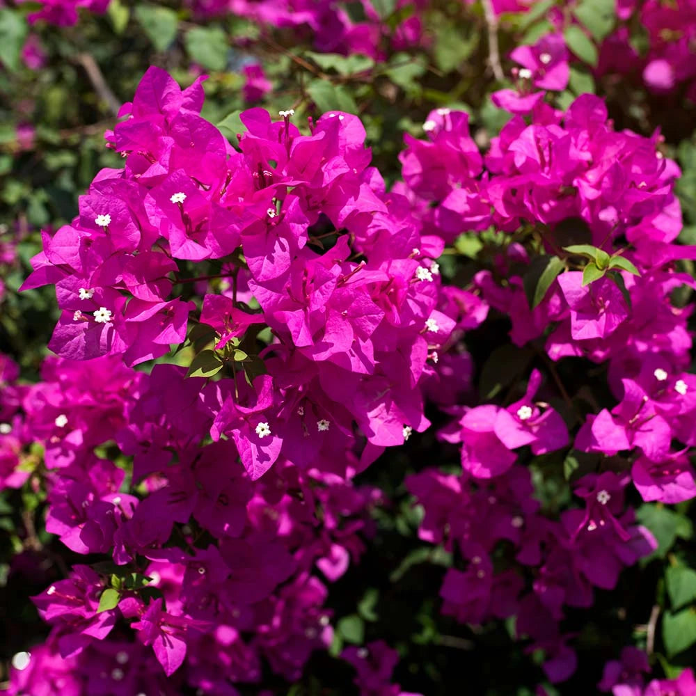 Clarkia mix