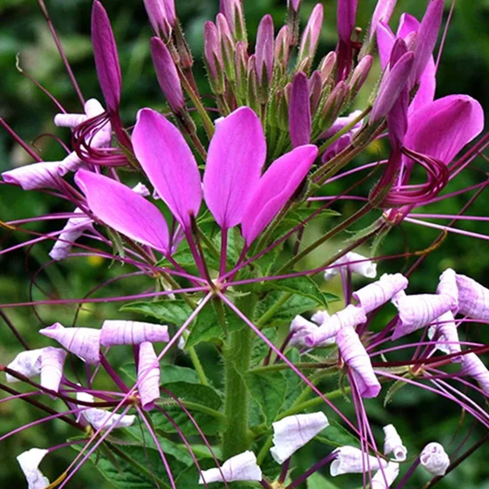 Cleome Spinosa Mixed