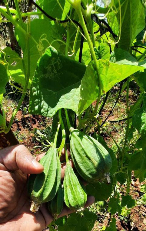 Bunches Ridge Gourd (Cluster - గుత్తి బీర) (Desi Vegetable Seeds )