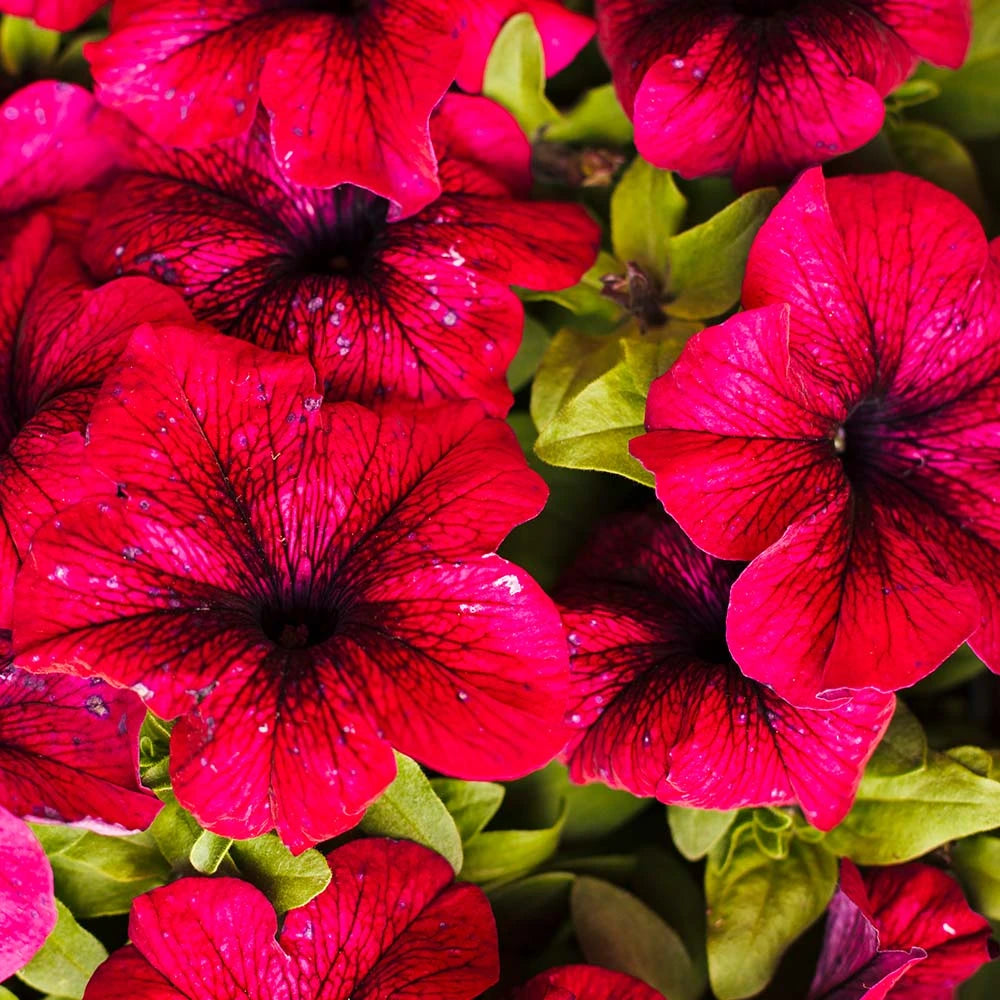 Coleus Blumei Rainbow Mix