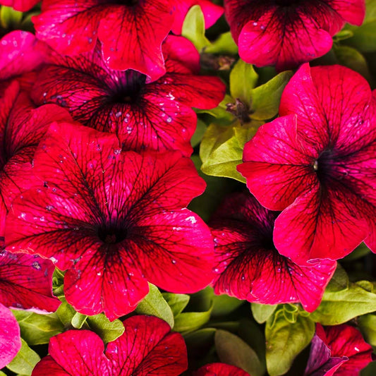 Coleus Blumei Rainbow Mix