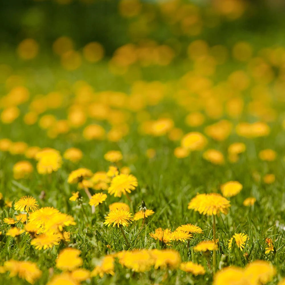 Coreopsis May Field