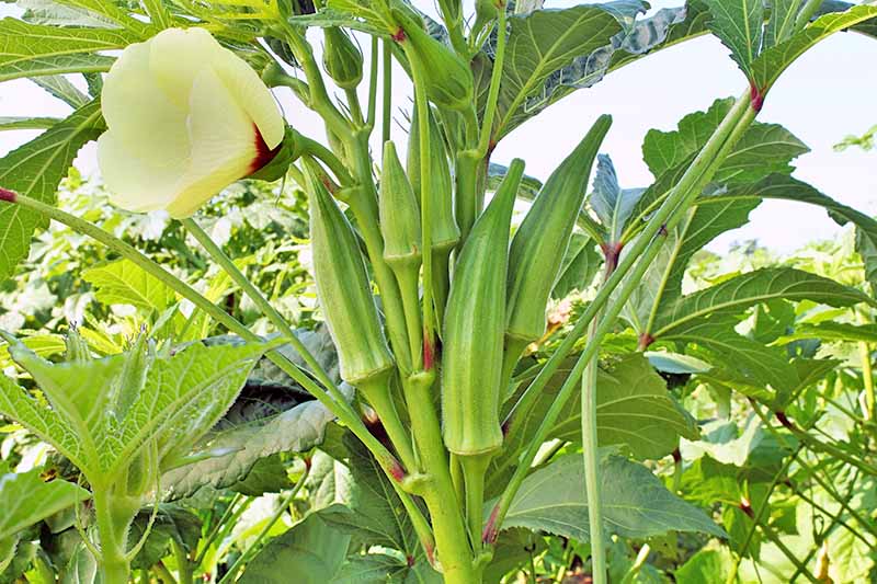 Star Okra Seeds (Desi) (Seven Lines) ( Bendakaya )