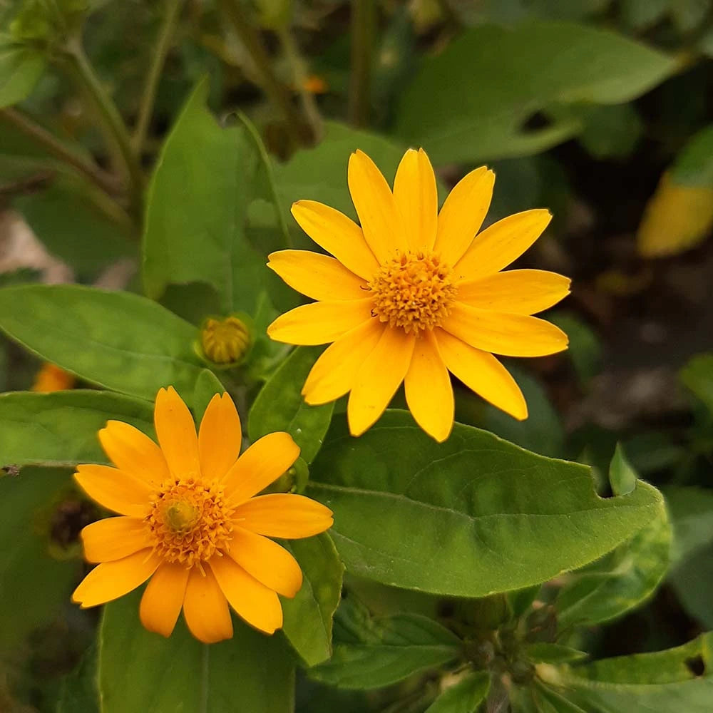 Gazania