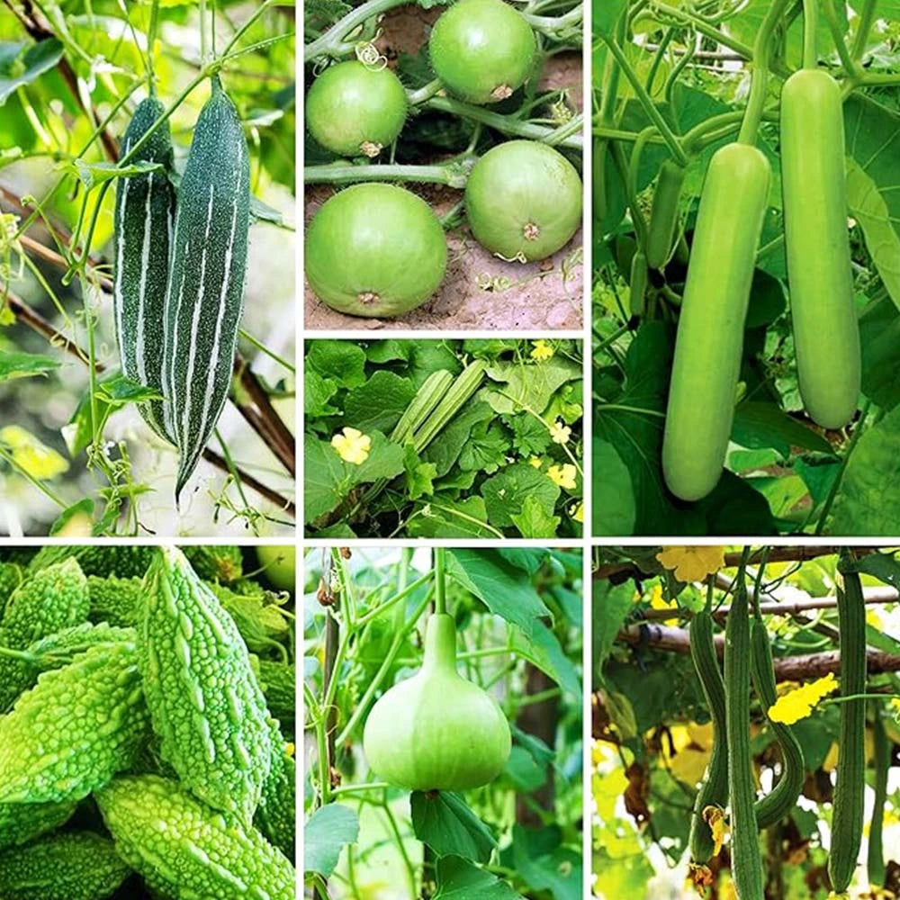 Gourds Combo Buy All Types Of Gourds (Pack of 19 Verities)