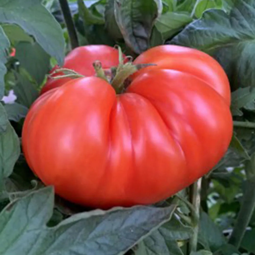 Kashi Tomato Seeds (Desi)