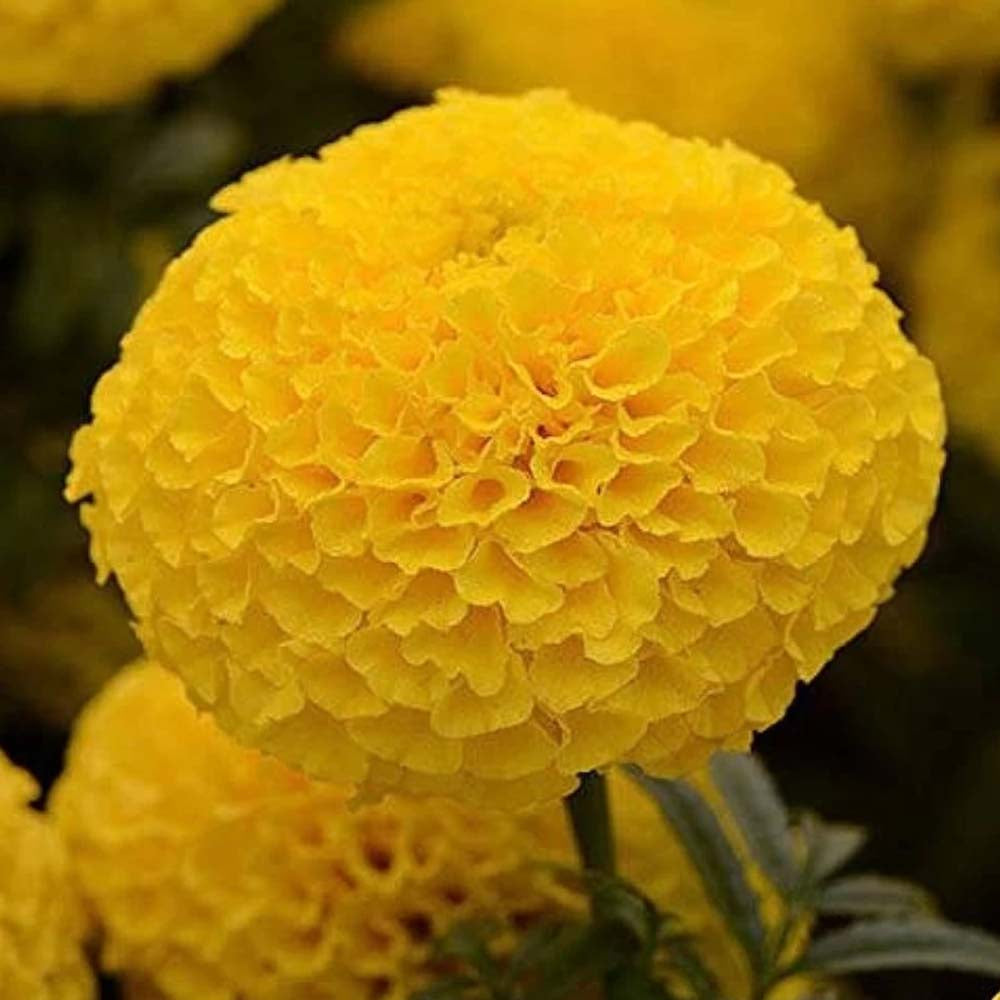 Marigold Yellow (Desi) Seeds ( Banthipuvvu )