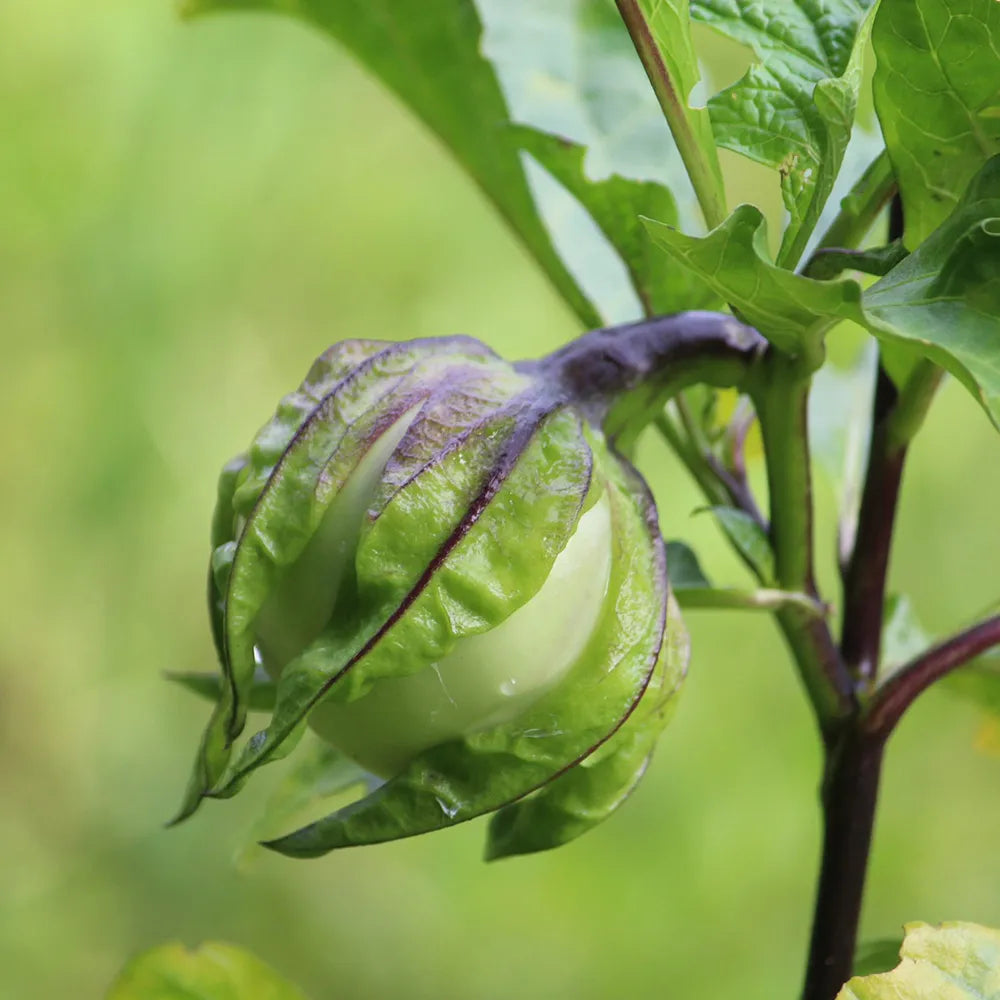 Musugu Brinjal Seeds (Desi) ( Vankaya )
