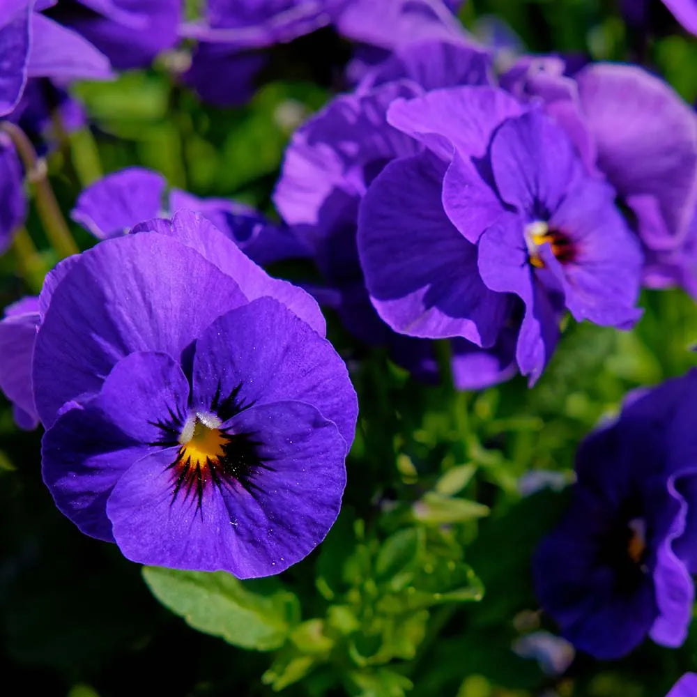 Petunia N/C mix