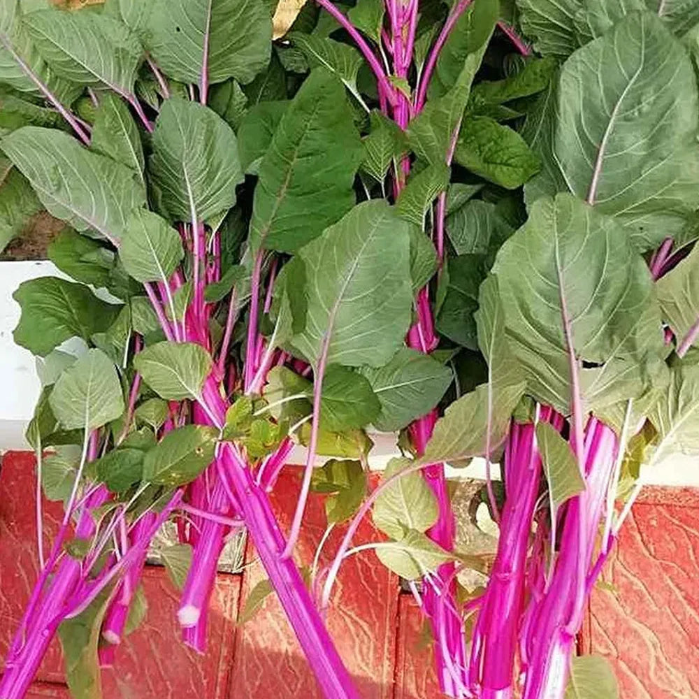 Pink Amaranthus Seeds (Desi- Sundari Cheera) ( పింక్ తోటకూర ) ( Thotakura )