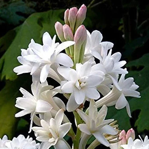 Rajanigandha (White) Double Petal Bulb – Pack of 2