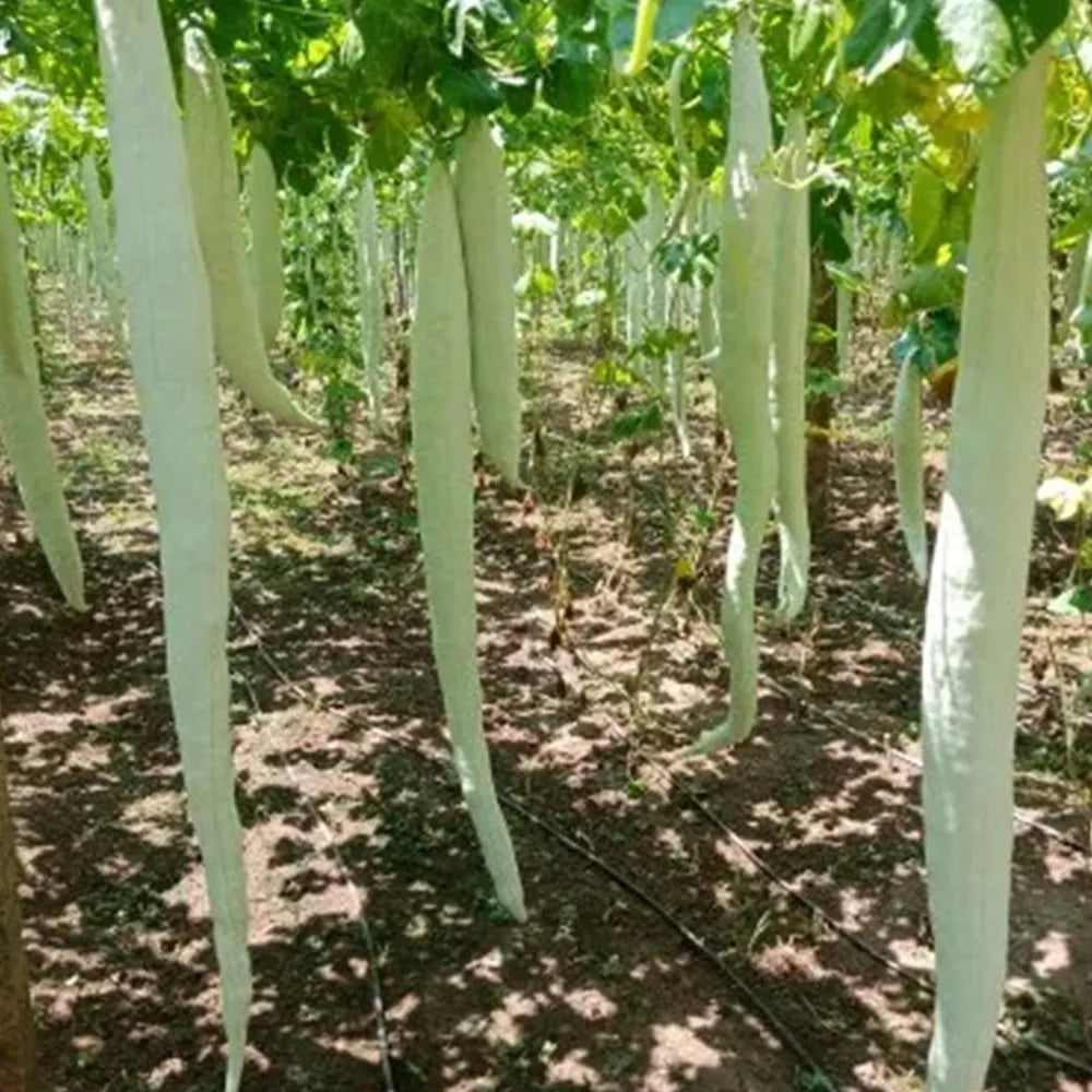 image of snake gourd plant Buy Snake Gourd White Long Seeds (Desi)
