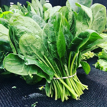 Spinach Green Seeds / Green Spinach ఆకుపచ్చ పాలకూర ( Palakura )