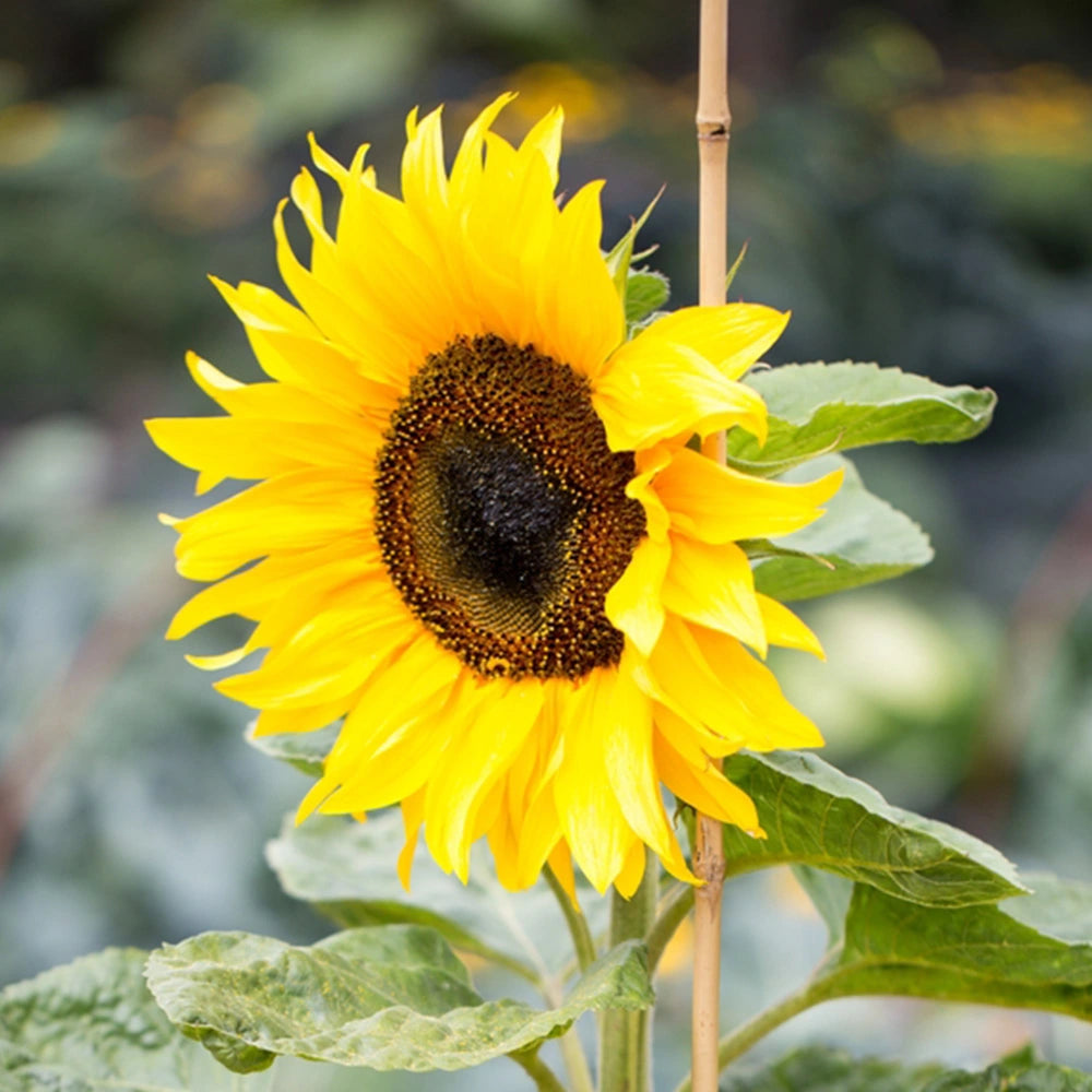 Sunflower Big(Desi)