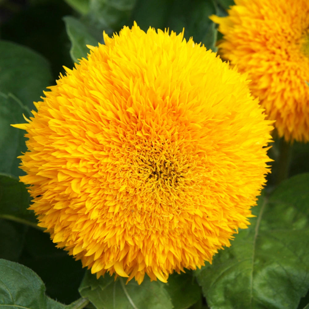 Sunflower Helianthus Annuus Teddy Bear