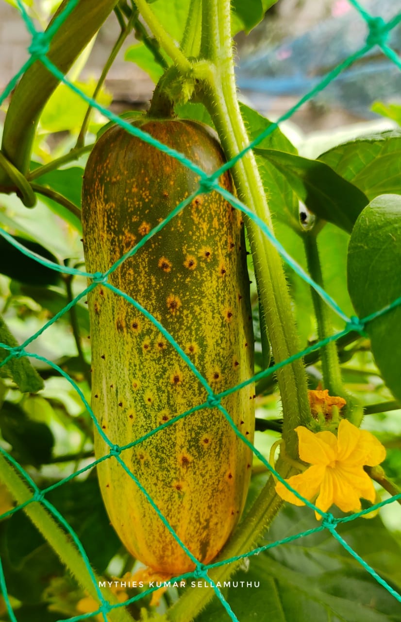 dosakaya plant in pot Buy Poona Keera Seeds (Cucumber) ( Dosakaya )