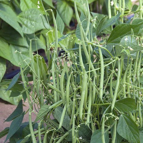 Bush Beans Desi Vegetable Seeds (French Beas Broun Seed)