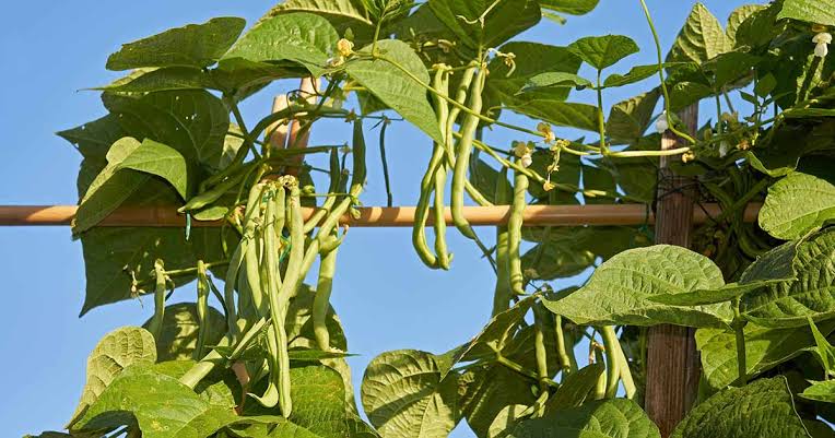 French Beans Climber Desi Vegetable Seeds (Bush Beans Climber - తీగ )