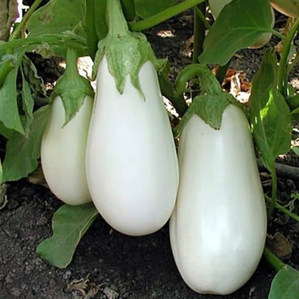White Brinjal (Round) Desi Vegetable Seeds ( Vankaya )