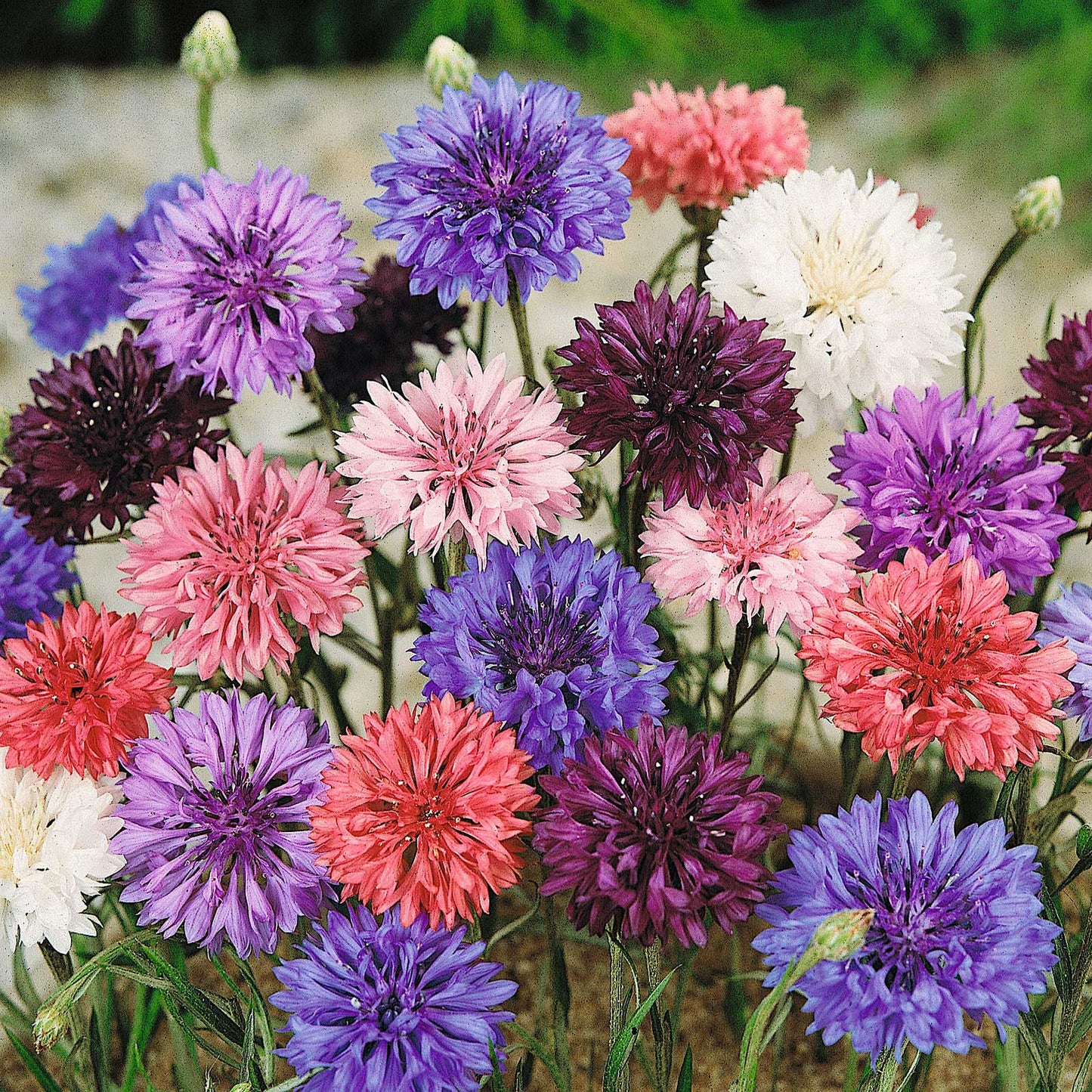 Centaurea Dwarf Dbl Polka Dot ( Cornflower )