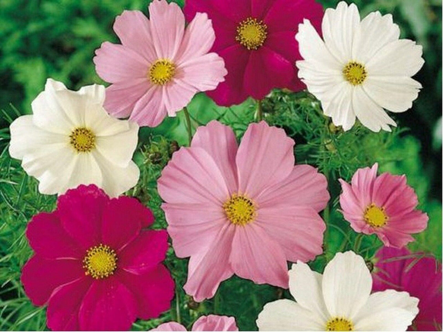 Cosmos Sensation Mixed Flowers