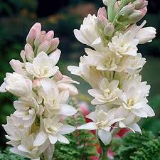 Rajanigandha (White) Double Petal Bulb – Pack of 2