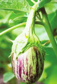 Green Throne Brinjal Seeds (Desi) ( Vankaya )