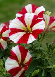 Petunia Star Mix