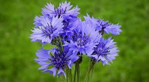 Centaurea Dwarf Dbl Polka Dot ( Cornflower )