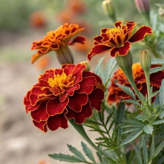French Marigold -Desi Seeds (Banthipuvvu)