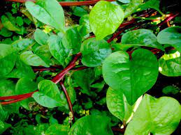 Red Malabar Spinach Seeds ( Bachalakura )
