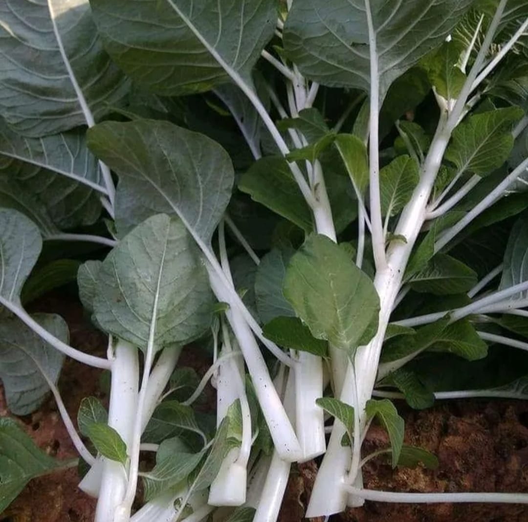 White Amaranthus Seeds (Desi) ( తెలుపు తోటకూర ) ( Thotakura )