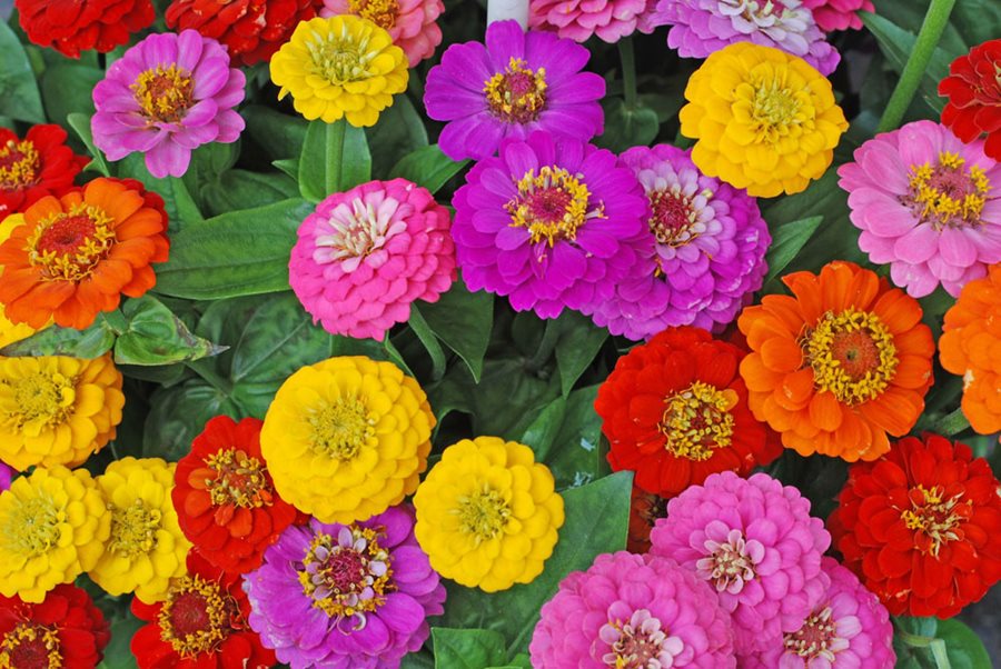 Zinnia Mix Seeds