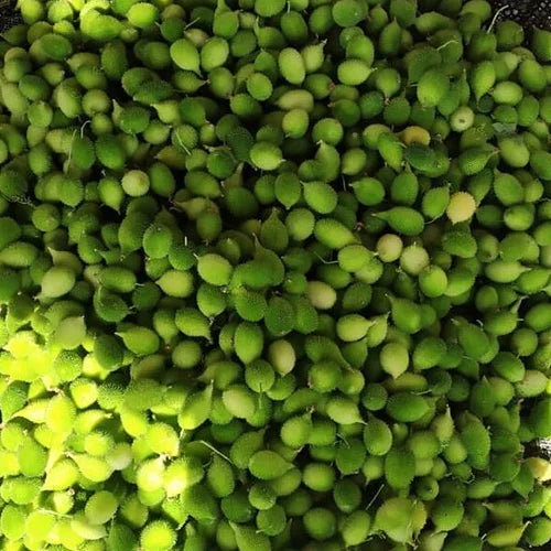 The How to Guide For Growing Plants in Fabric Grow Bags