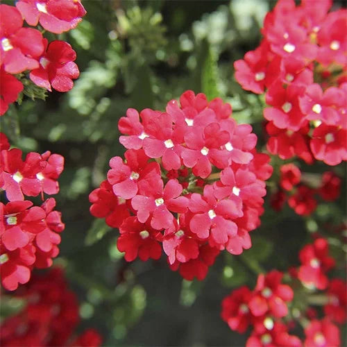 Buy Plants Online from Sams Garden in Hyderabad