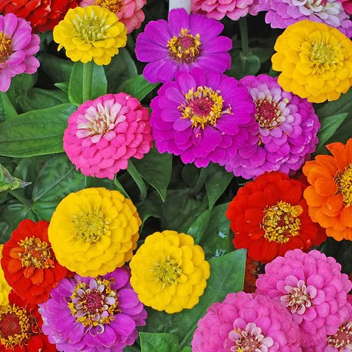 Buy organic flower seeds online
