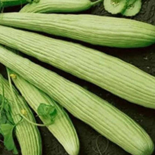 Cucumber Green Long (Foot Cucumber) Seeds (Desi ) ( Dosakaya )